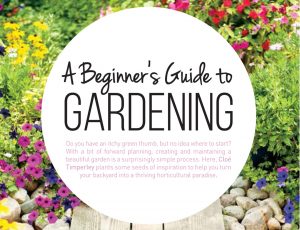 Beginners Guide to Gardening